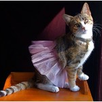 Cat in Tutu