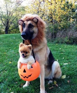 Cute Halloween Costume