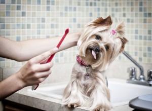 Brushing dogs teeth