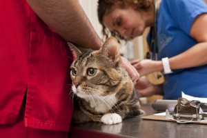 A cat being given a vaccination
