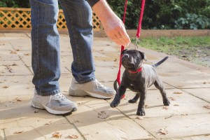 Cute Staffordshire Bull Terrier puppy training on a red leash.