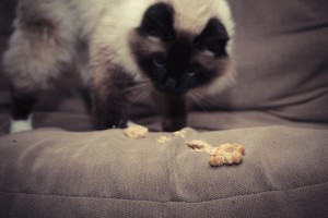 Cat throwing up furball on sofa