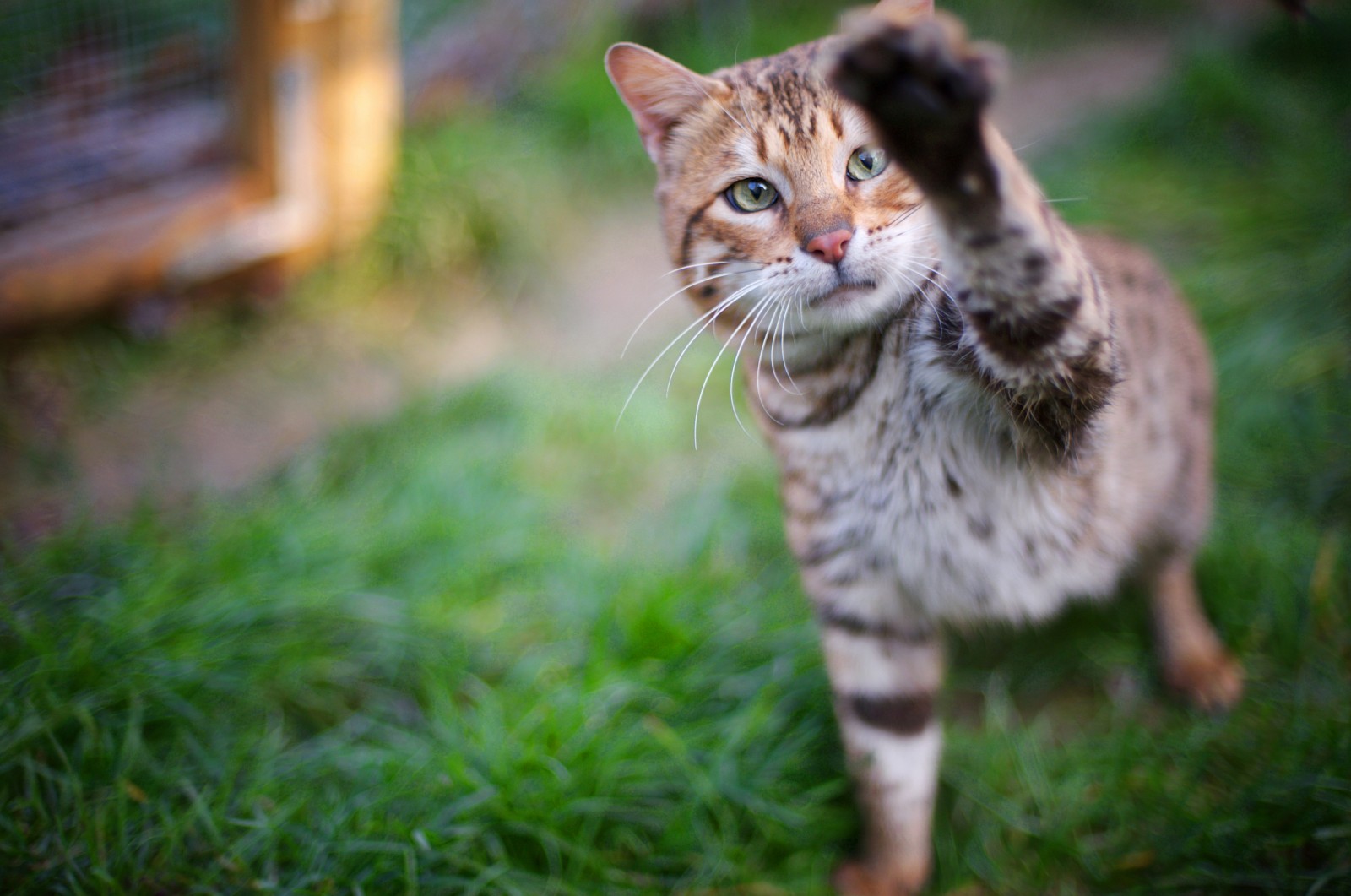 Bengal cat playing