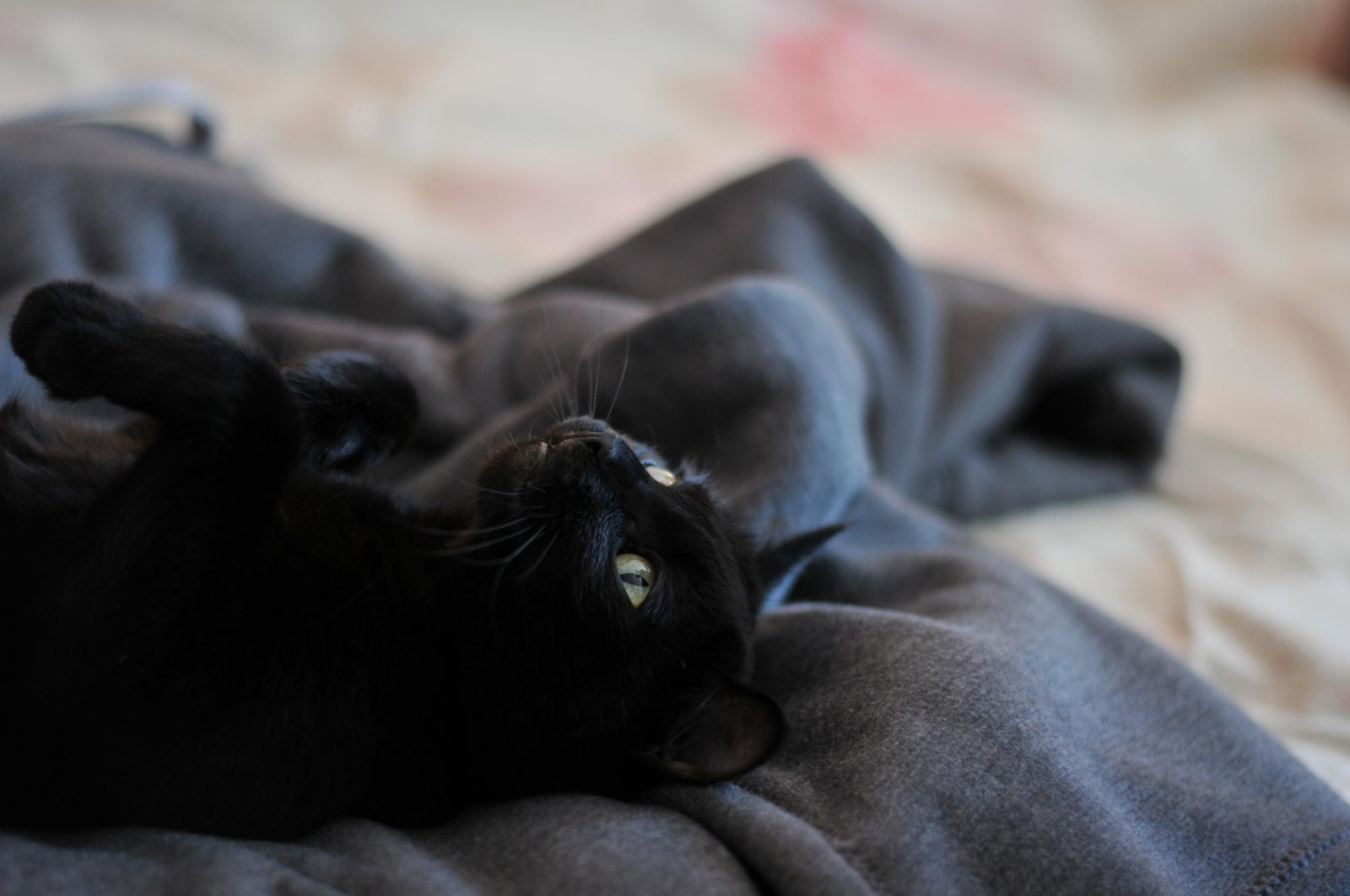 Black cat basked in master bed.