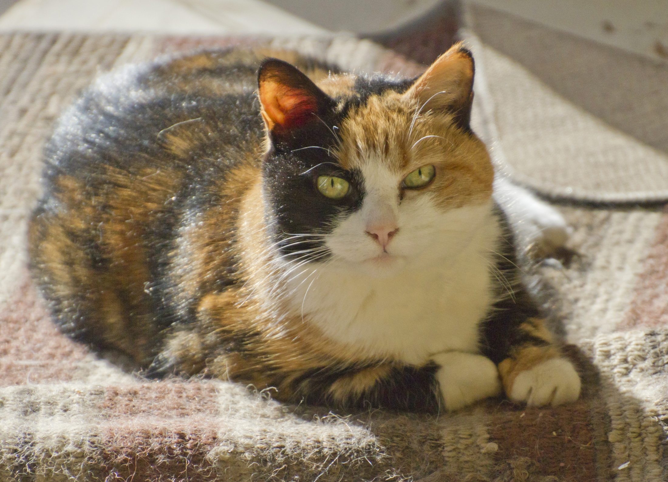 Curious Calico Cat