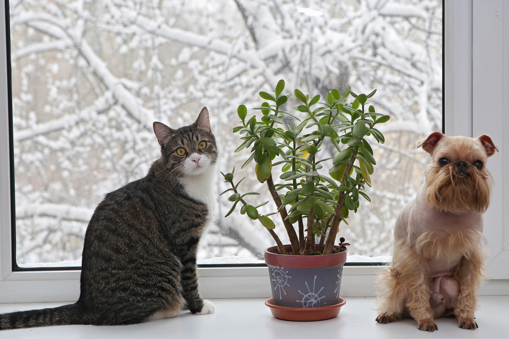 A cat and dog by a plant