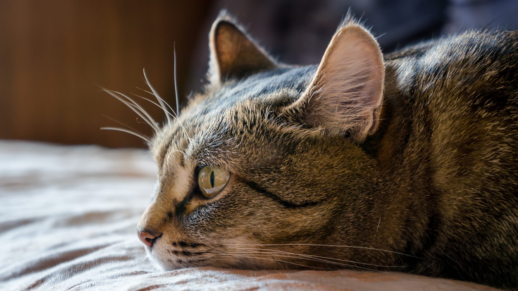 A cat laying comfortably