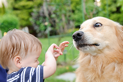 dog bites