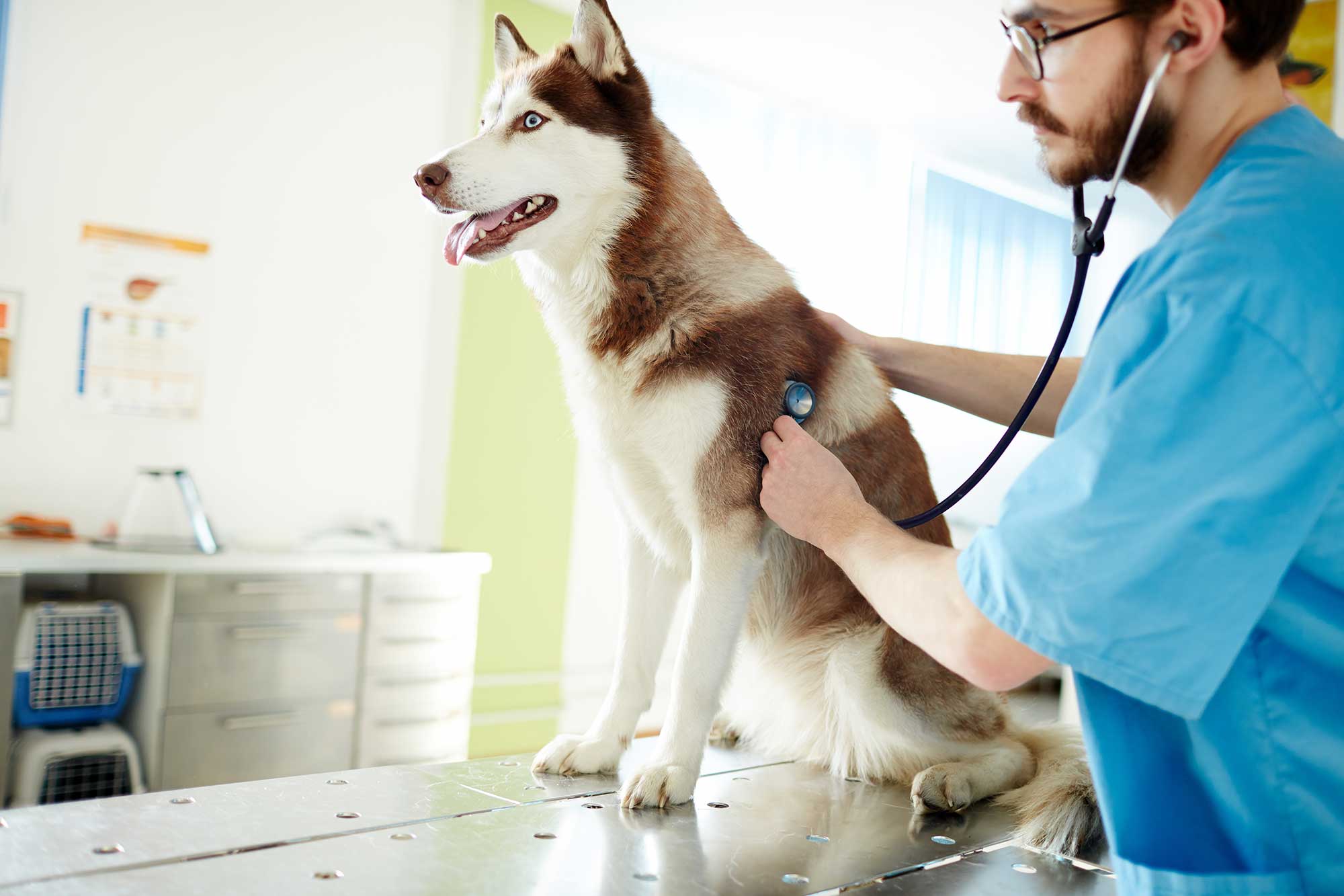 heart disease in dogs