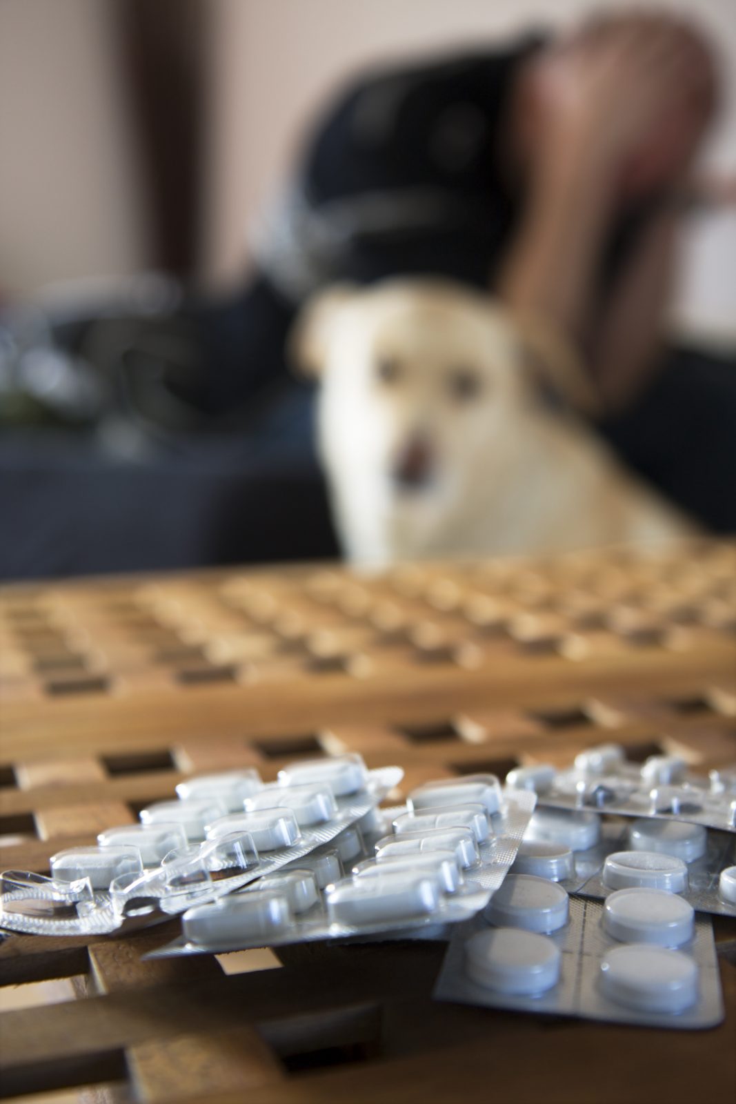 Not What the Doctor Ordered Human Medications and Your Pet