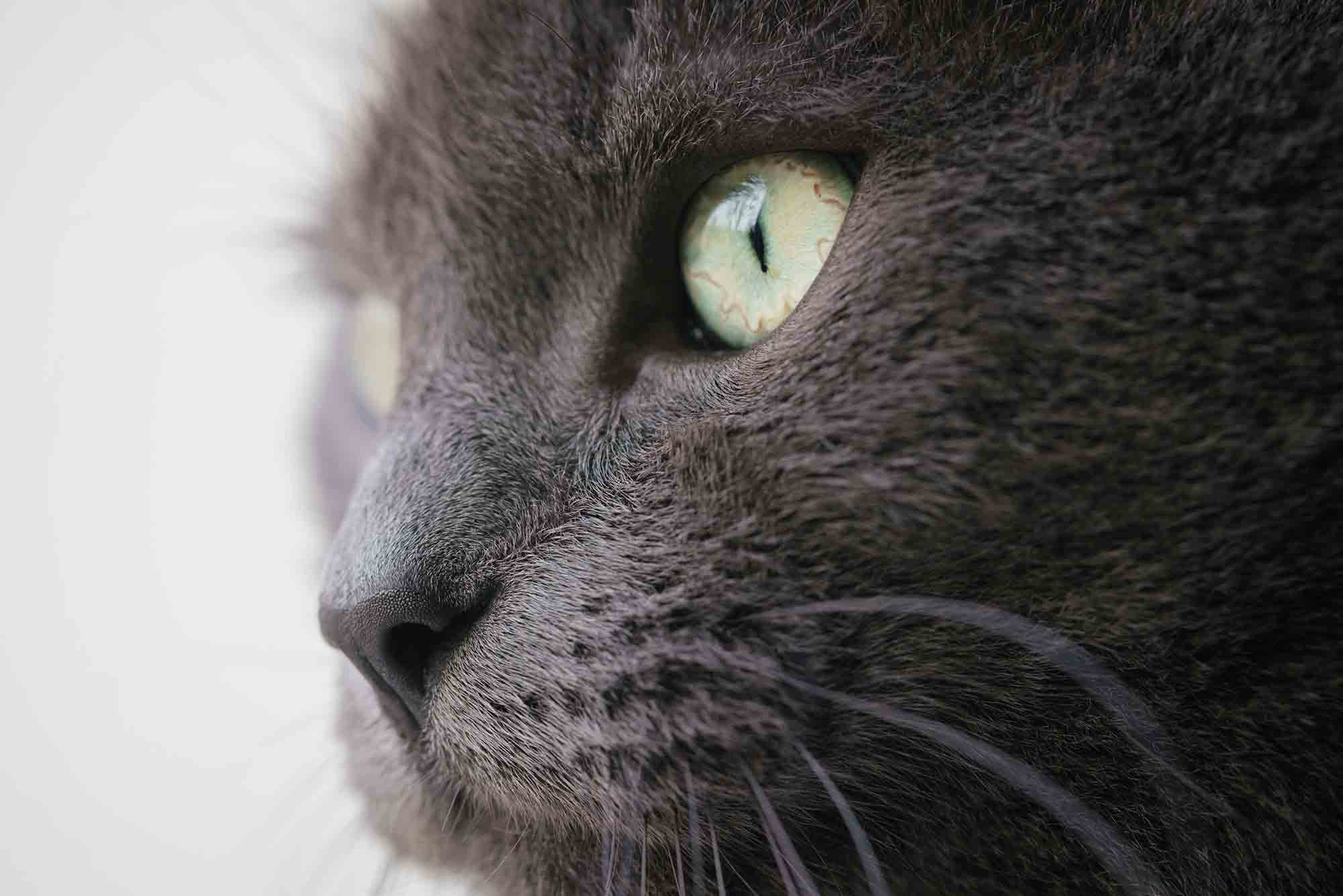 A charcoal colored cat