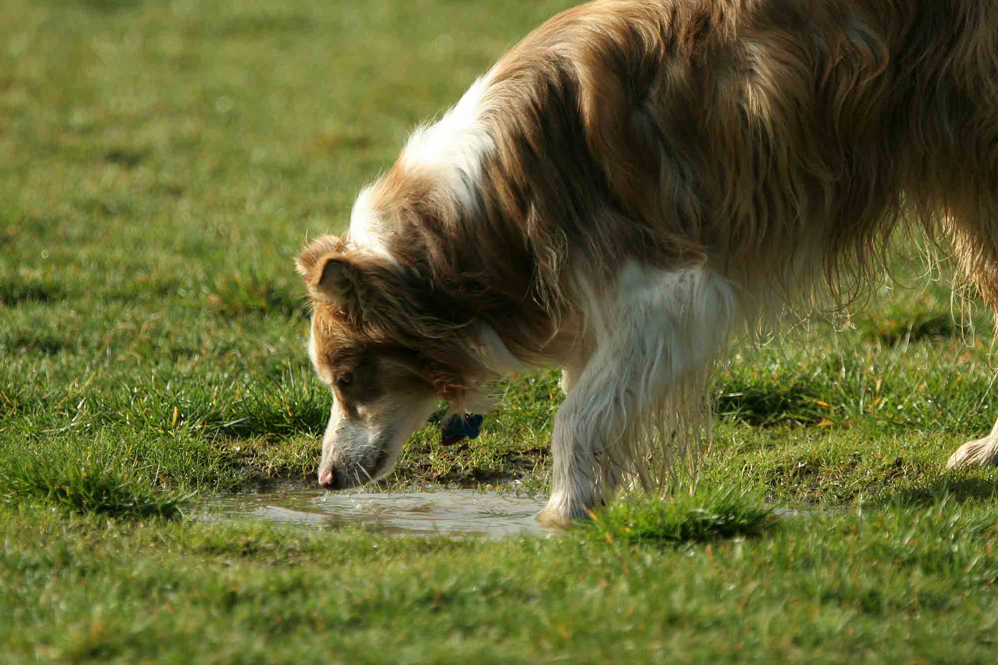 leptospirosis in dogs is a zoonotic disease that can affect both pet health and human health.
