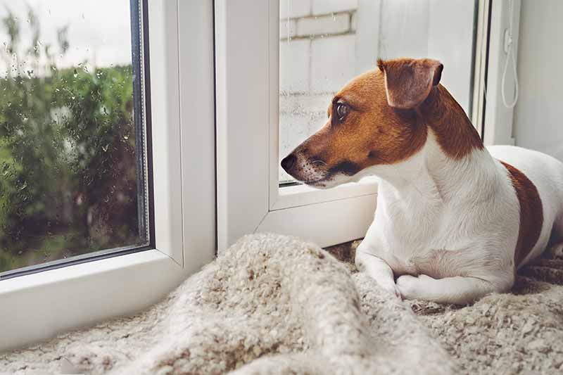 A puppy sitting by the window