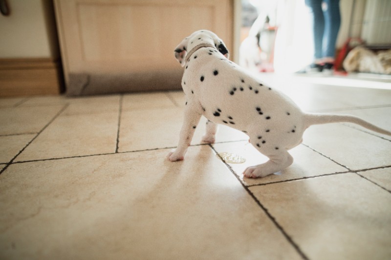 why does my house trained dog keep peeing inside