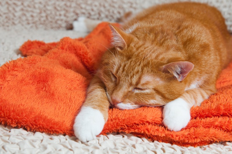 A orange and white cat on a towel