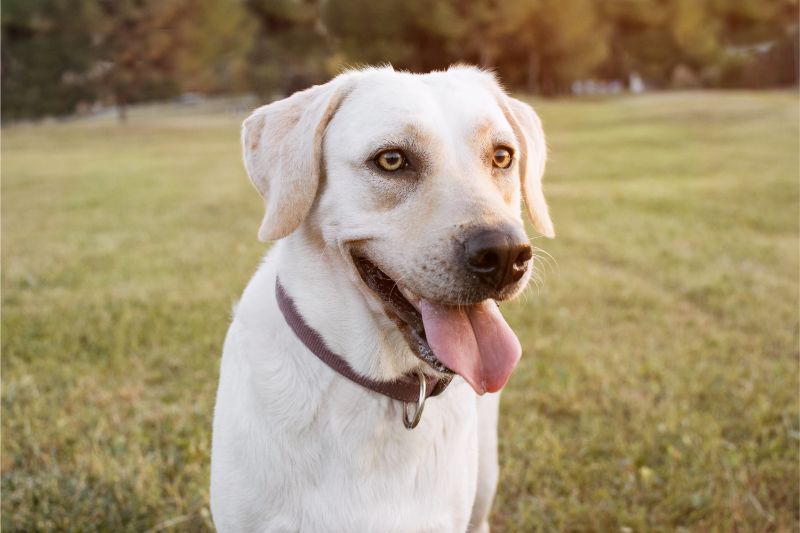 A light-colored lab sitting outside
