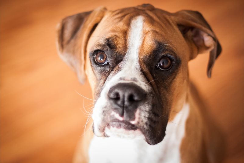 A dog looking intently at the camera