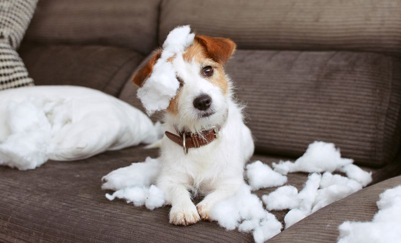 dog swallowed stuffed animal