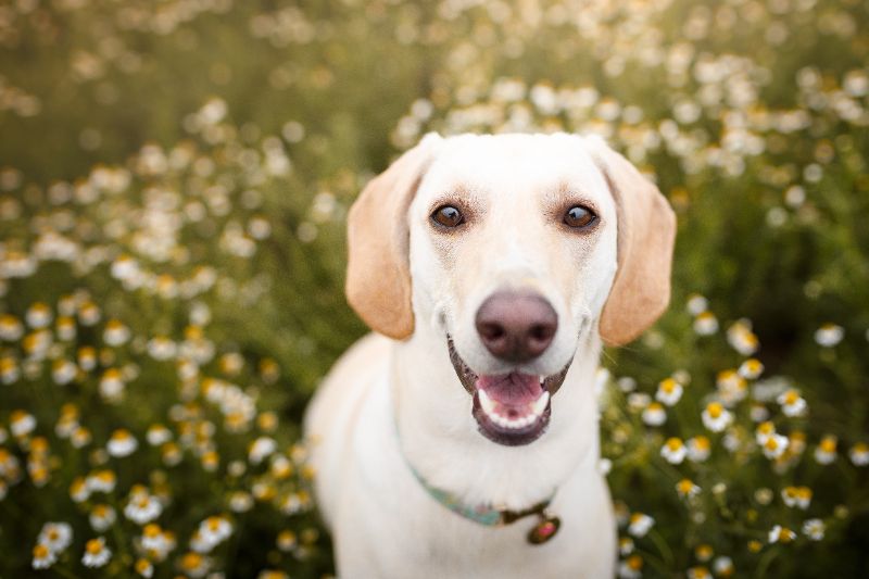 A slender white dog in the outdoors