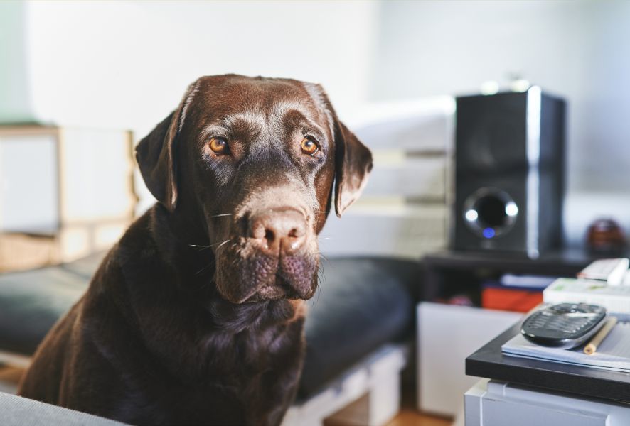 A brown dog on the couch