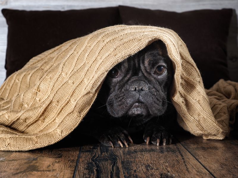 A black pug with a sweater on its head