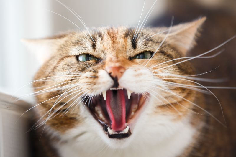 A hissing cat