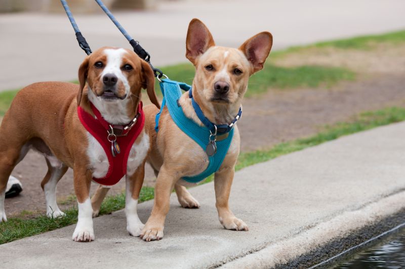 A pair of dogs out for a walk