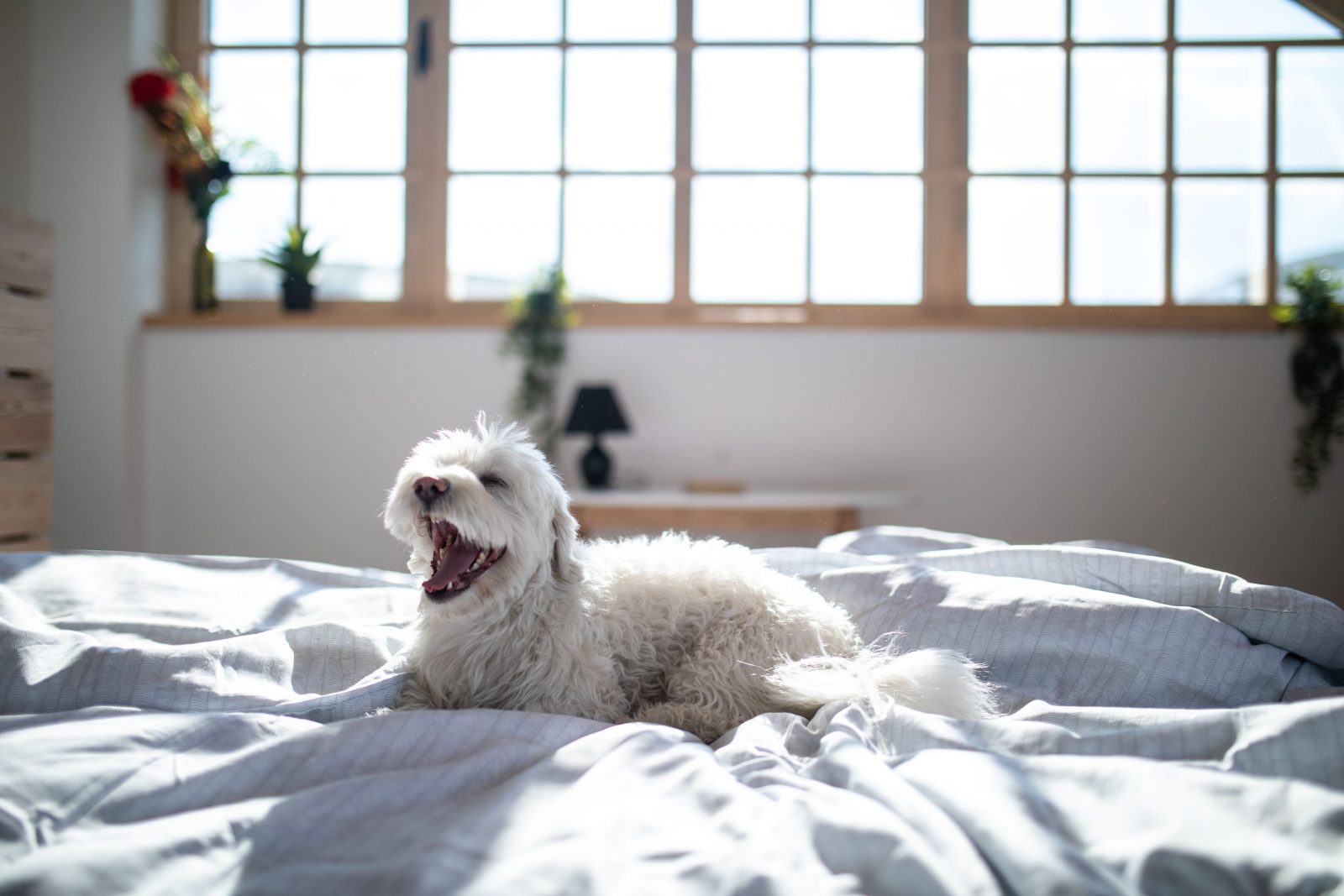 Dogs on the Bed Yay or Nay? Summeridge Animal Clinic Summeridge
