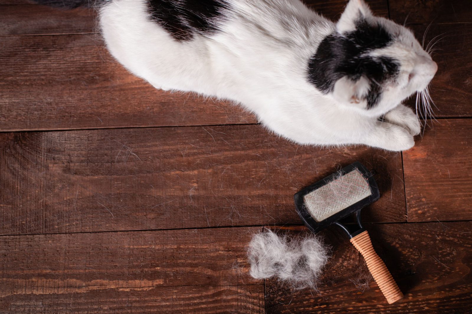 It’s That Time Of Year Again, But When Does Cat Shedding Too