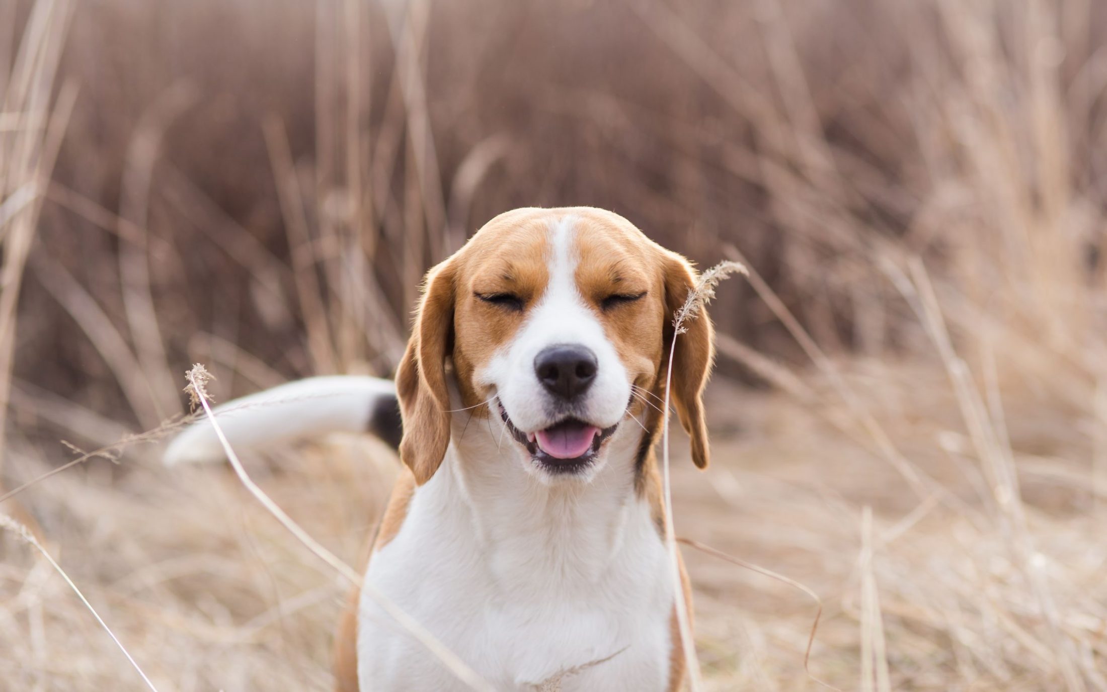 Thornhill dog reverse sneezing.