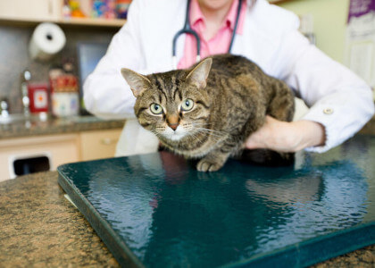 Cat Health