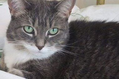 Gray cat