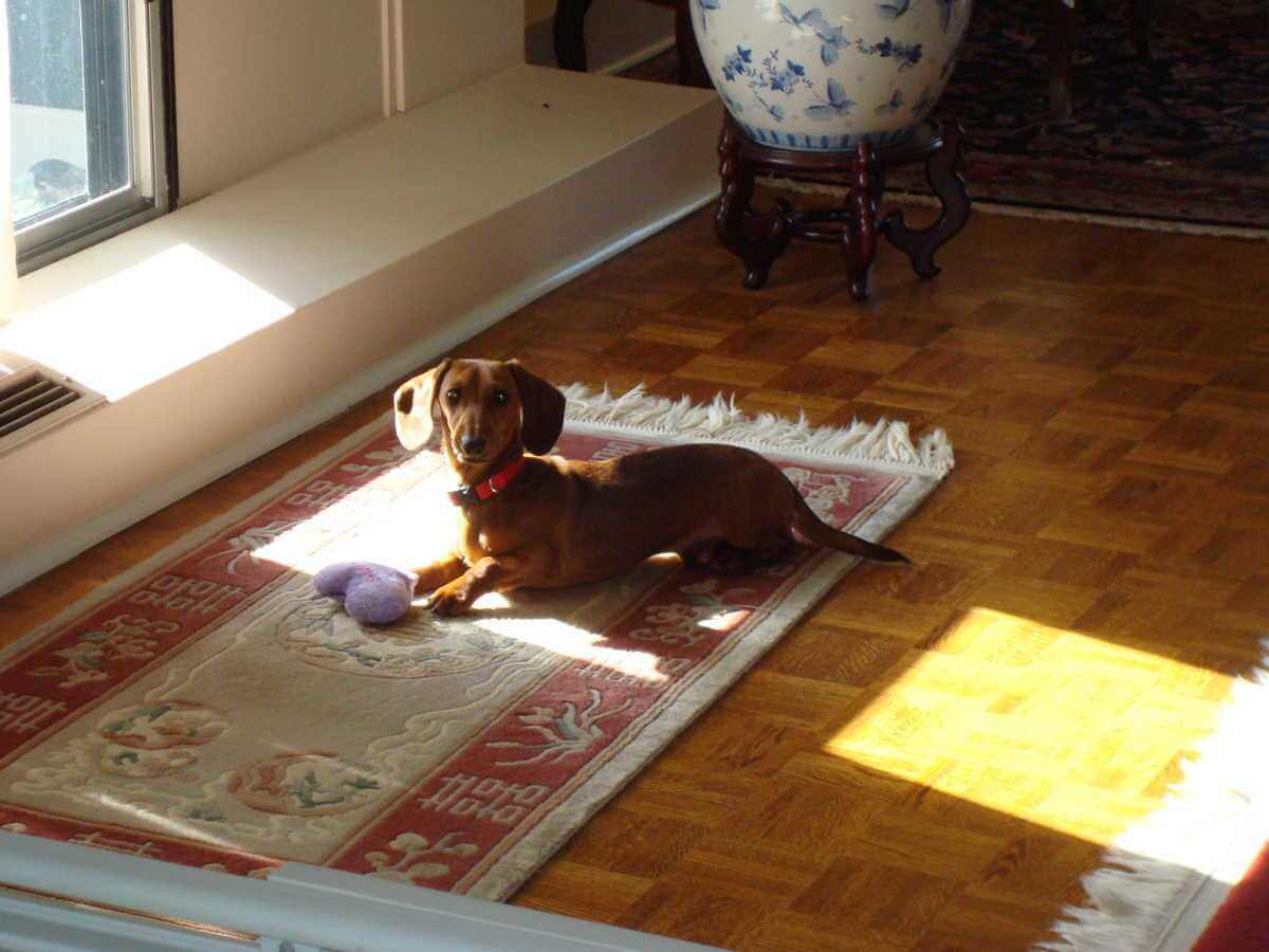 Small dog resting in the sun