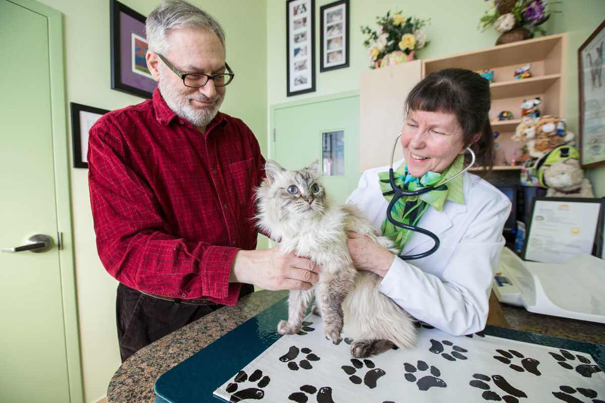 Veterinarian checking out cat