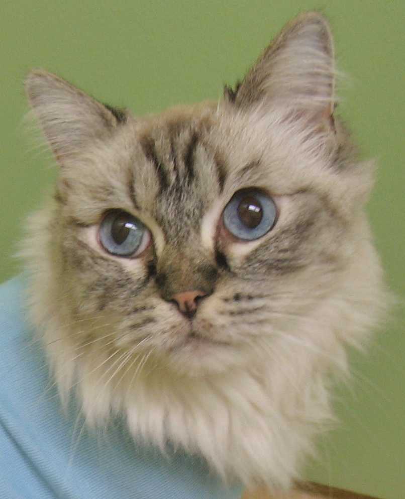 Happy cat with large eyes