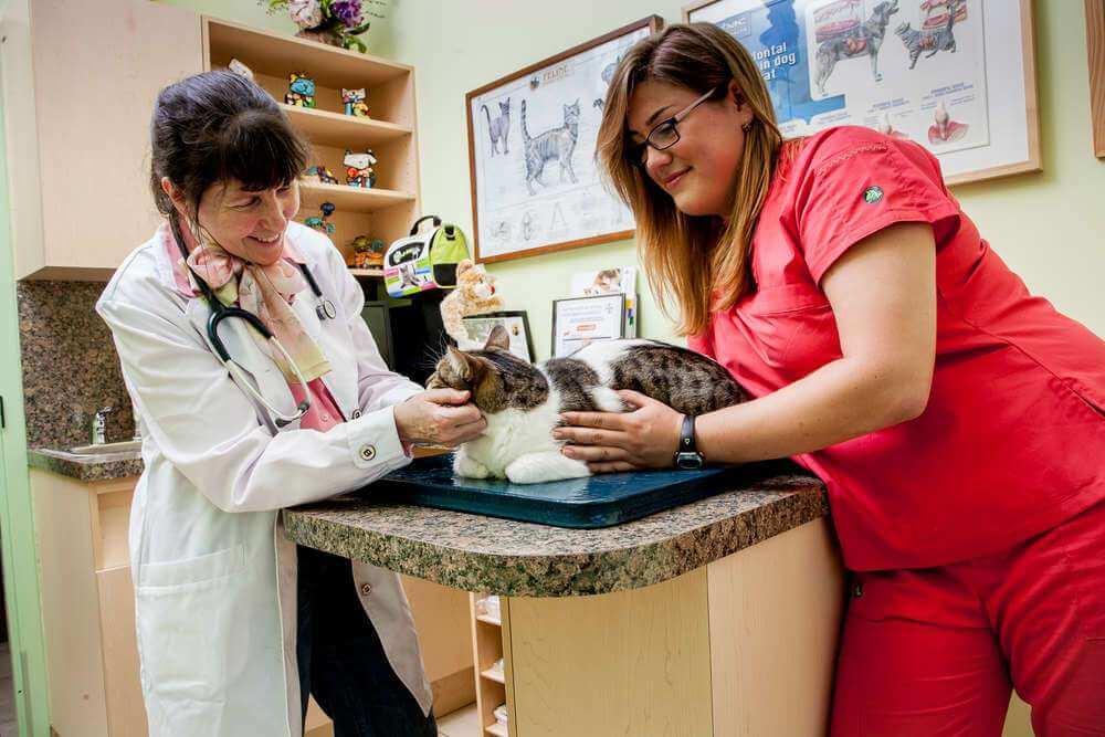 Veterinarian checking out cat