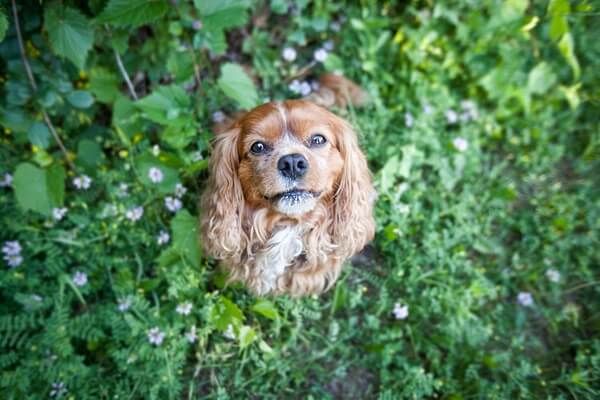 Dog in a field