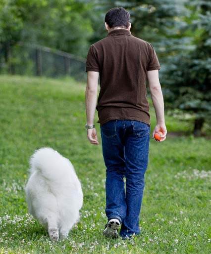 Dog walking alongside man