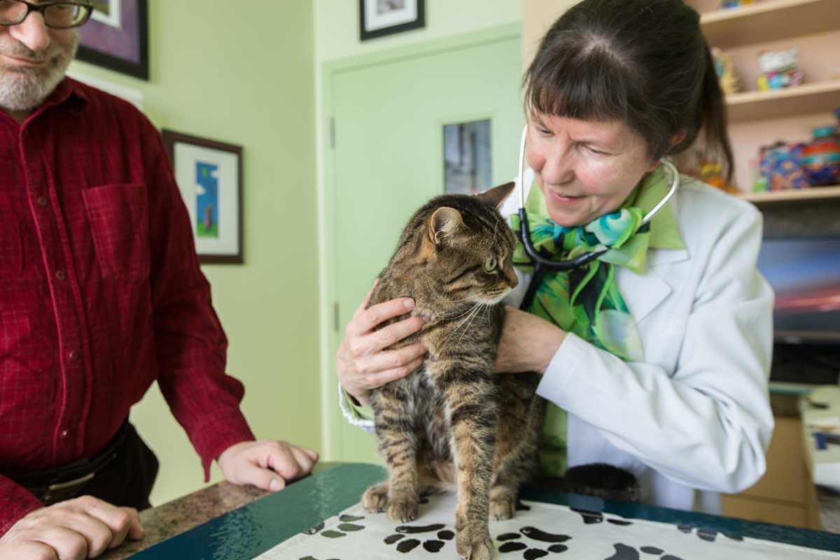 Veterinarian examining cat